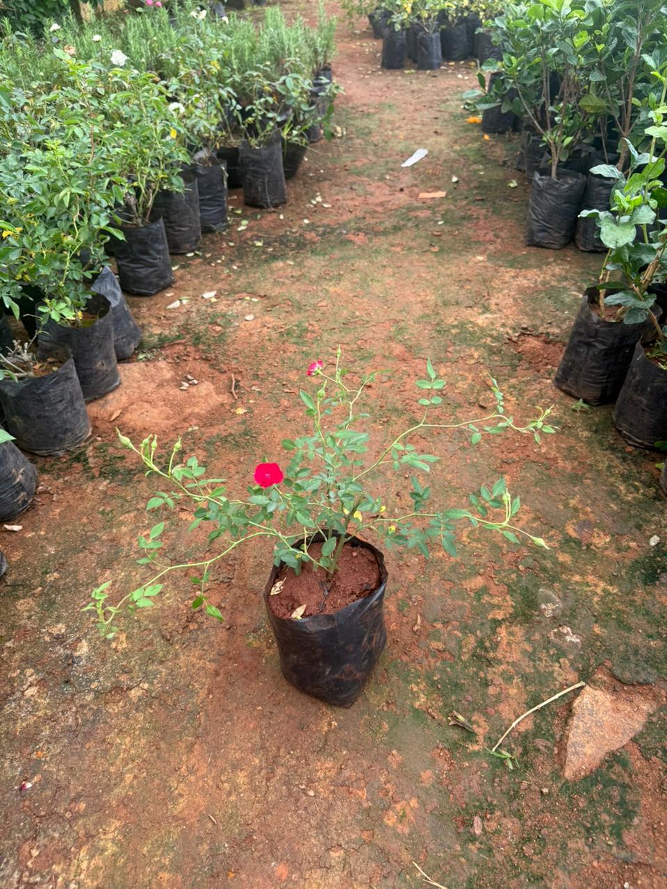 Creeper Rose Red(Own Rooted)