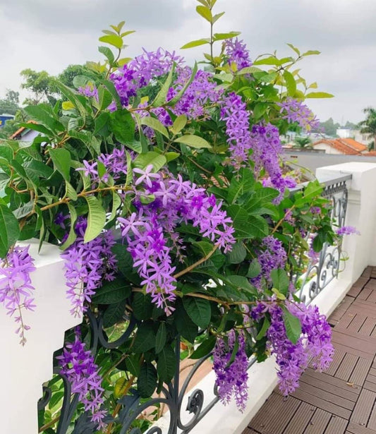 Petrea Violet(Sandpaper Vine)