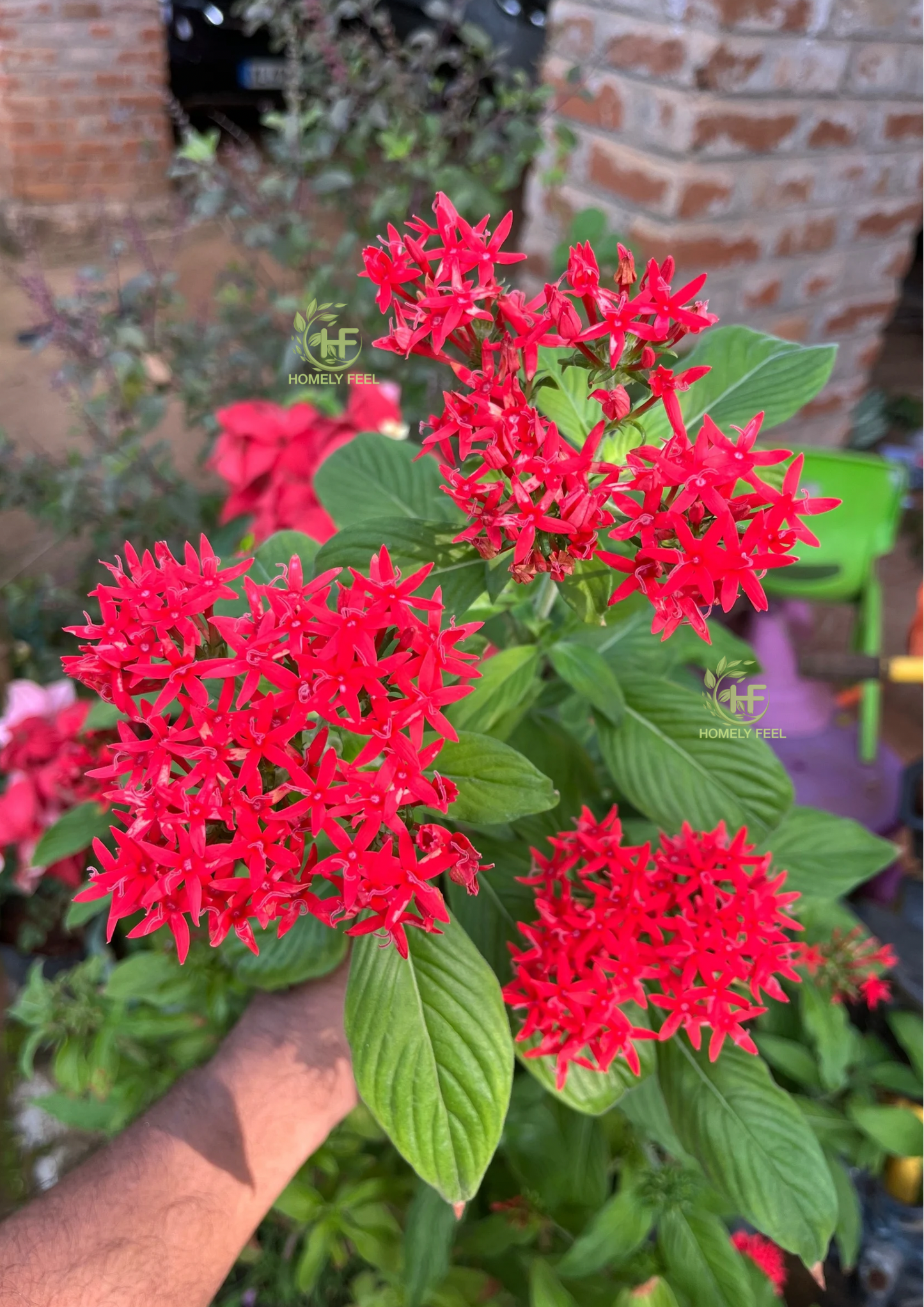 Pentas Red(Desi)