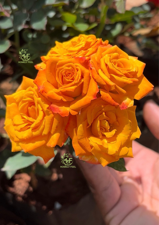 Gilli Yellow Rose