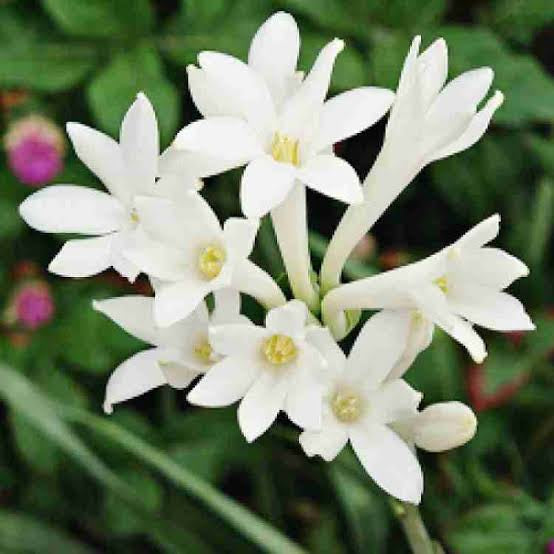 Rajanigandha/Tuberose