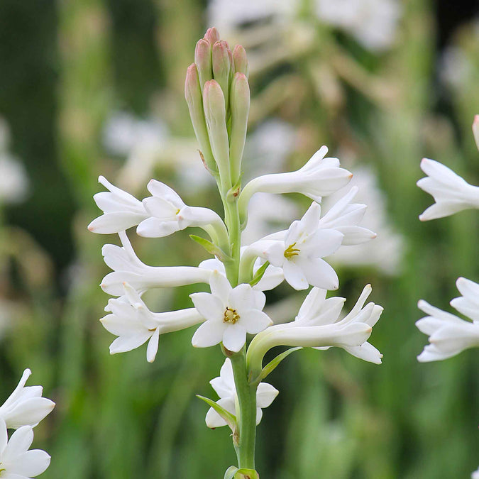 Rajanigandha/Tuberose