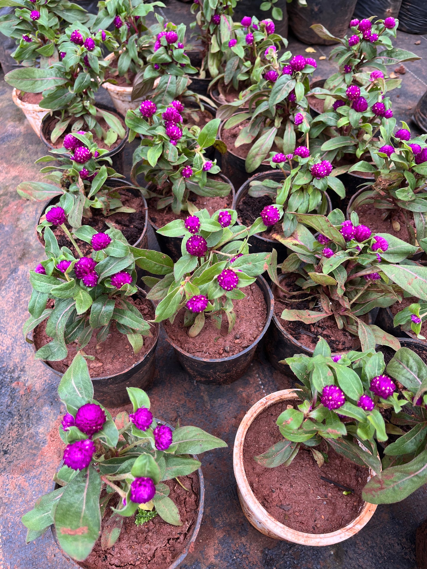 Vadamalli/Globe amaranth Dwarf