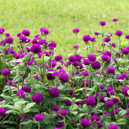 Vadamalli/Globe amaranth Dwarf