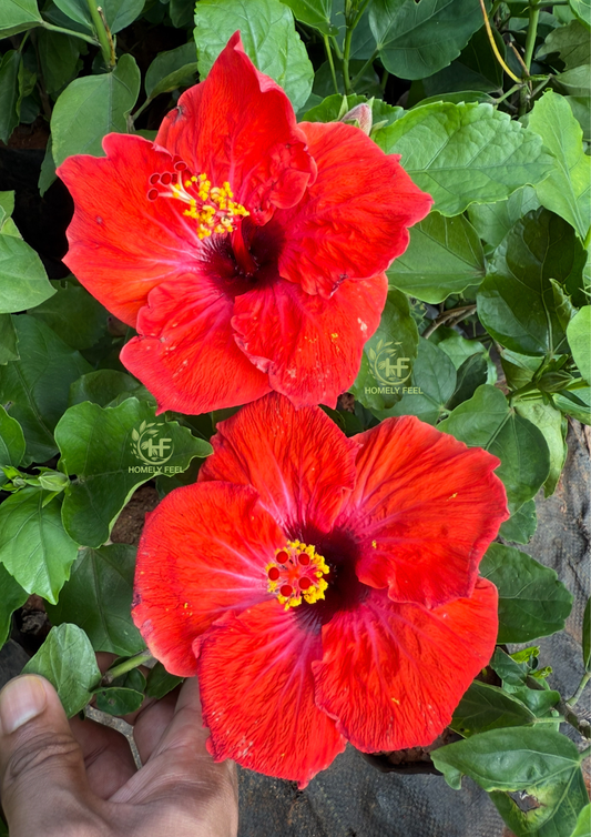 Hibiscus Reddish Orange Hybrid
