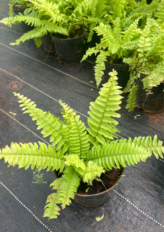 Golden Fern