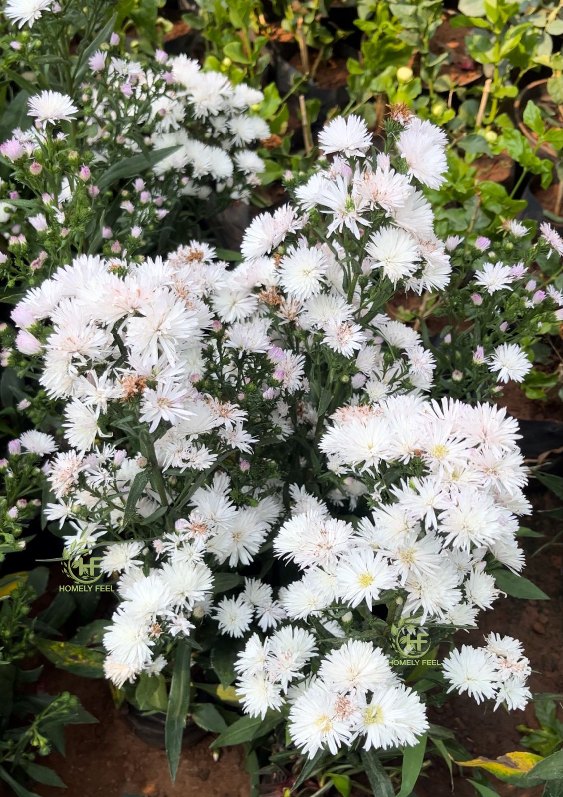 Daisy White