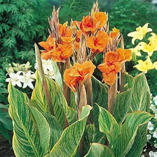 Canna Lilly Variegated orange flower