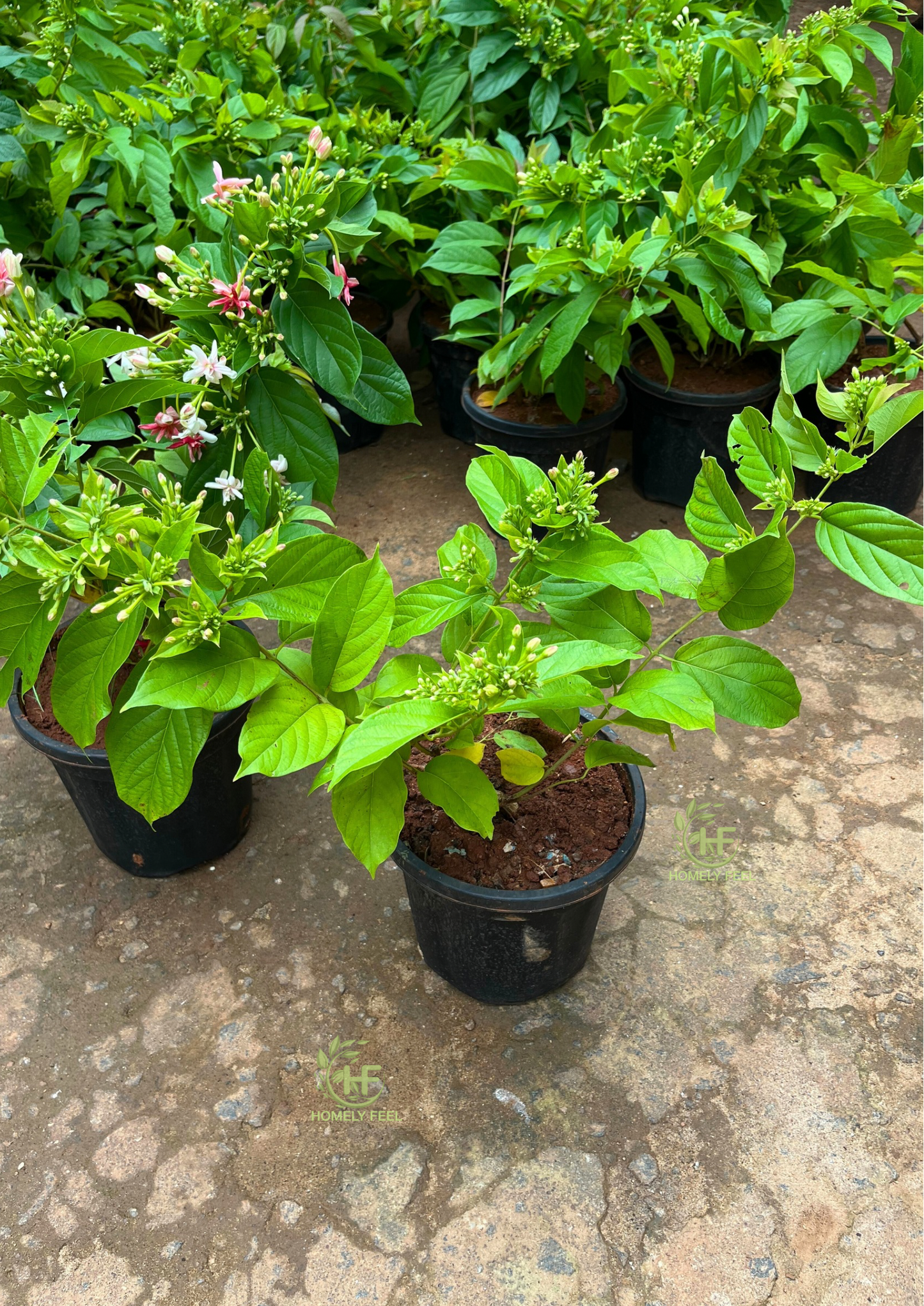 Hybrid Rangoon Creeper(Multipetal) Scented