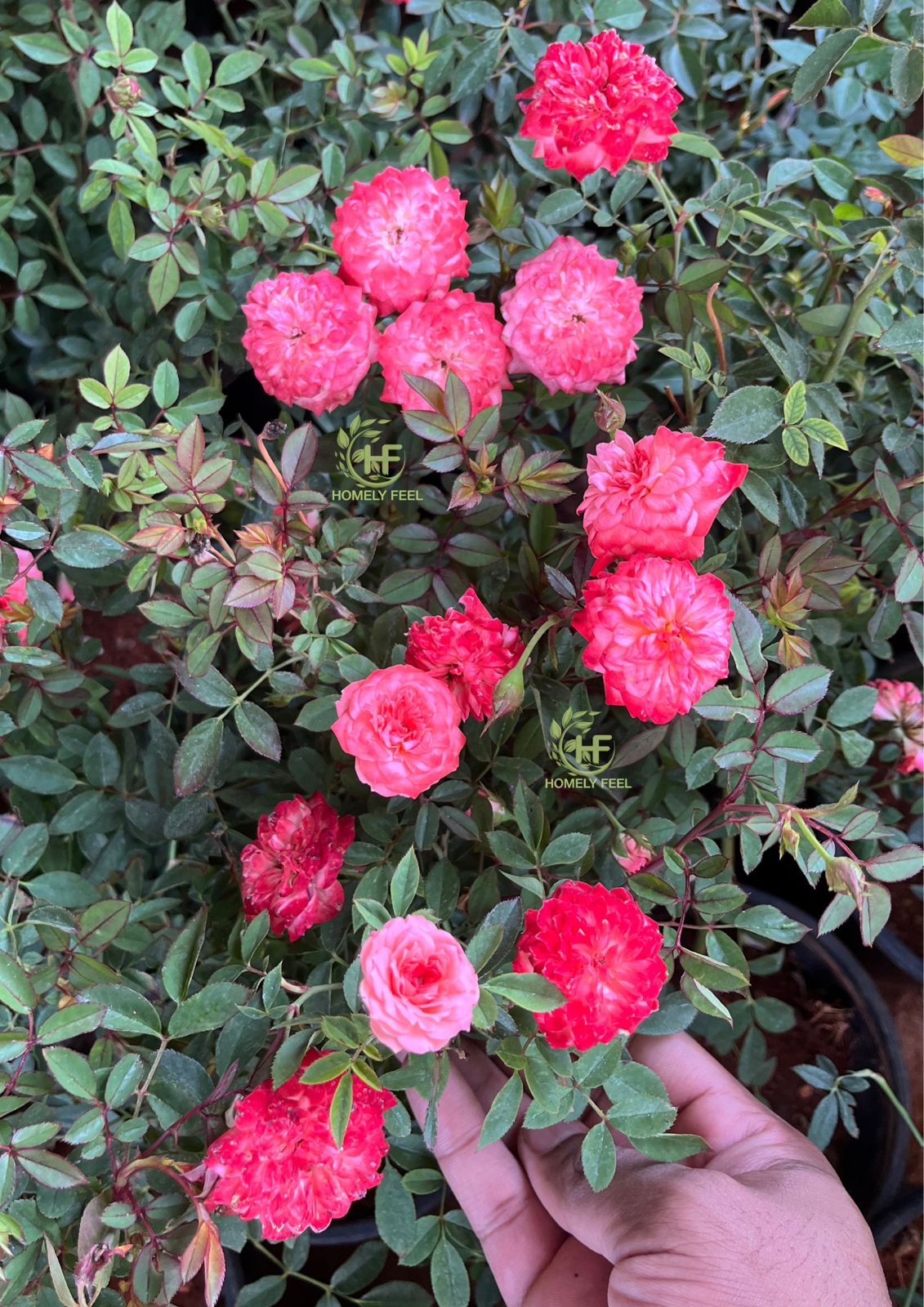 Kanakambara Rose(Cri Cri Rose) – Homely Feel Gardens