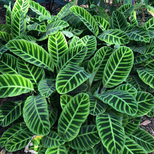 Calathea Zebrina