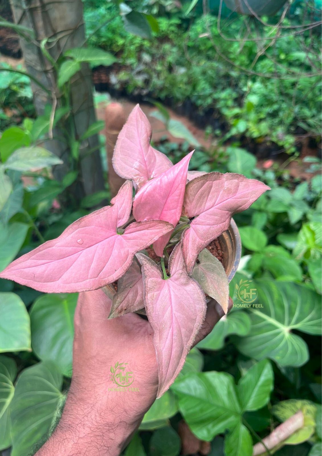 Syngonium Pink Dwarf
