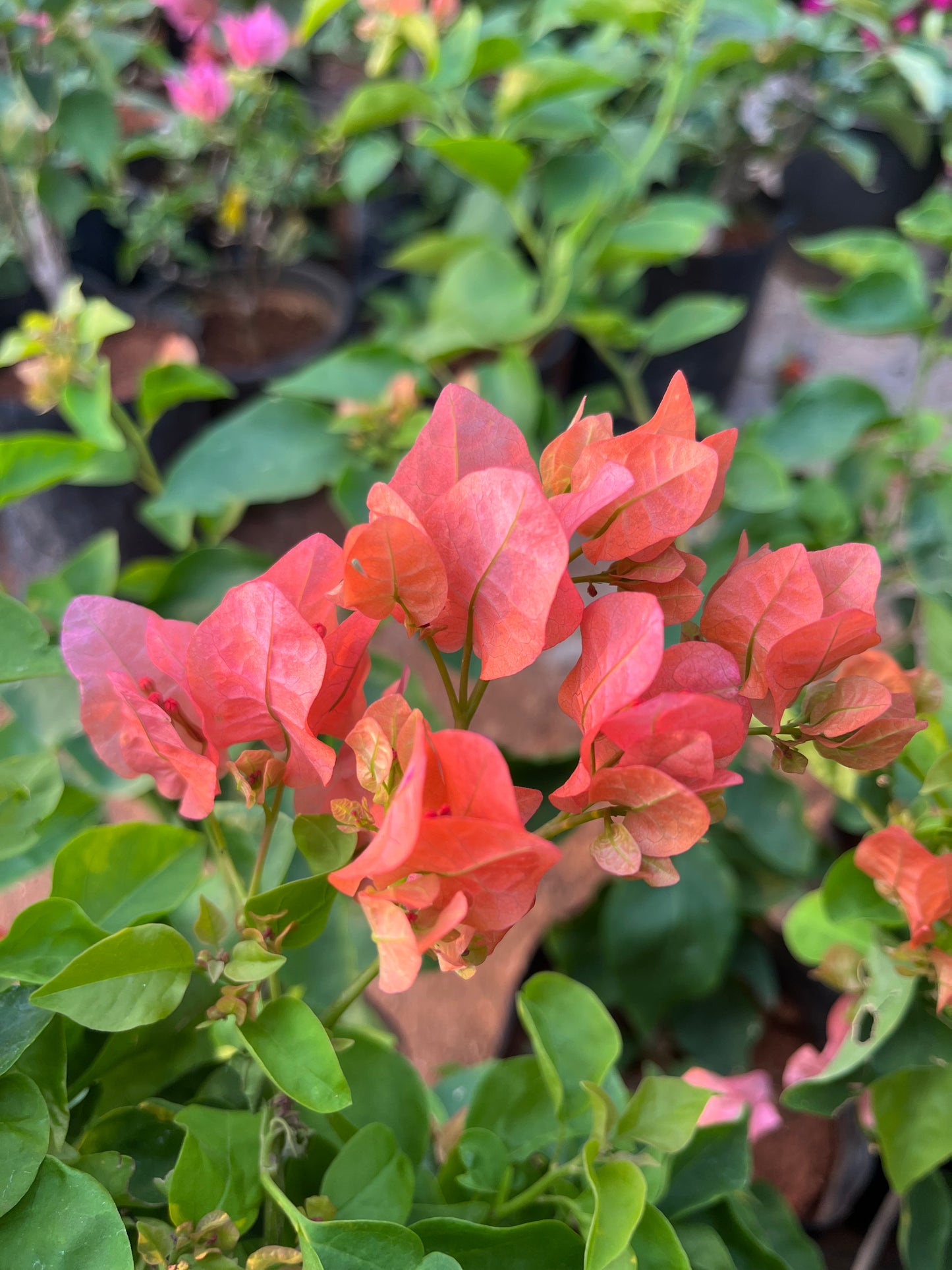 Bougainvillea Peach