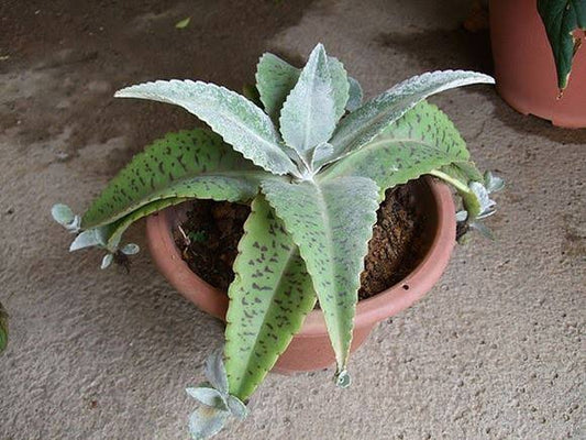 Donkey Ear Plant