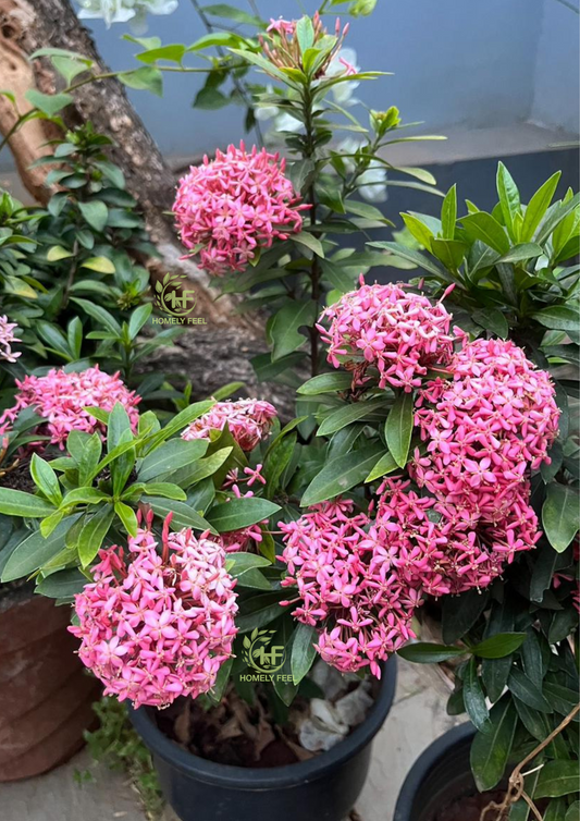 Ixora Dwarf Pink.