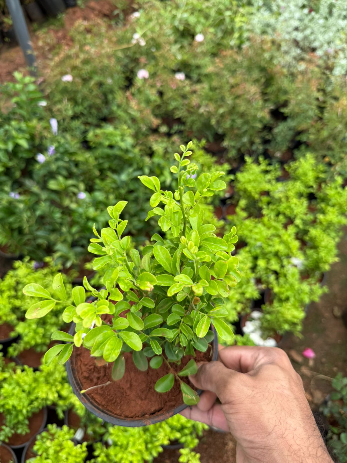 Murraya Semi Dwarf/Maramulla