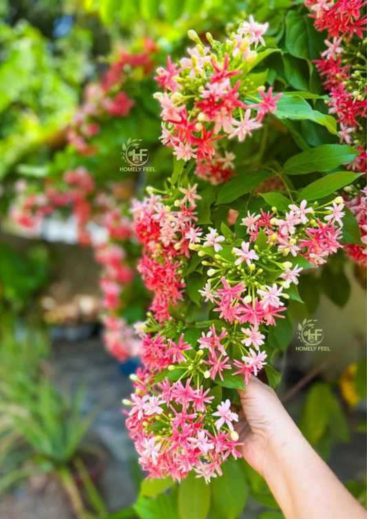 Hybrid Rangoon Creeper(Multipetal) Scented