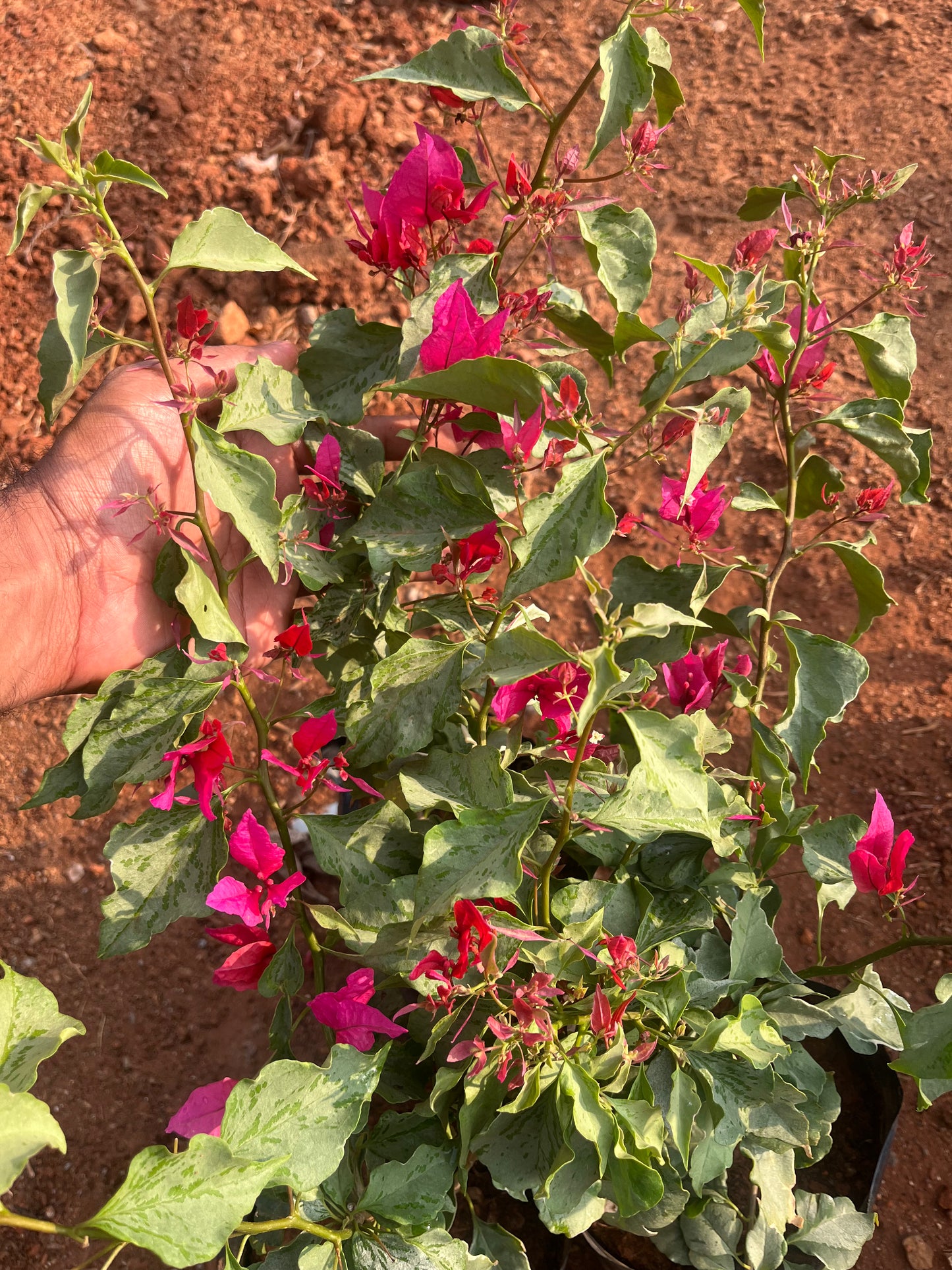 Bougainvillea Variegated Pink