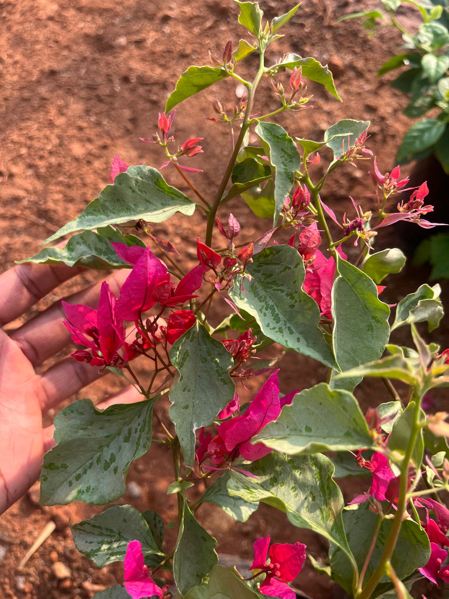 Bougainvillea Variegated Pink