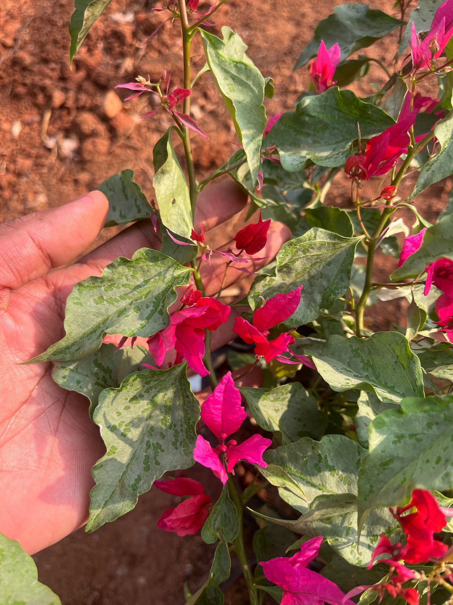 Bougainvillea Variegated Pink