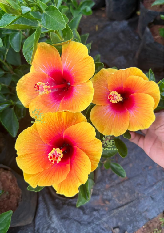 Hibiscus Royal Fiesta Hybrid