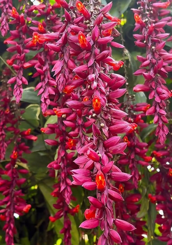 Thunbergia Coccinea Variegated
