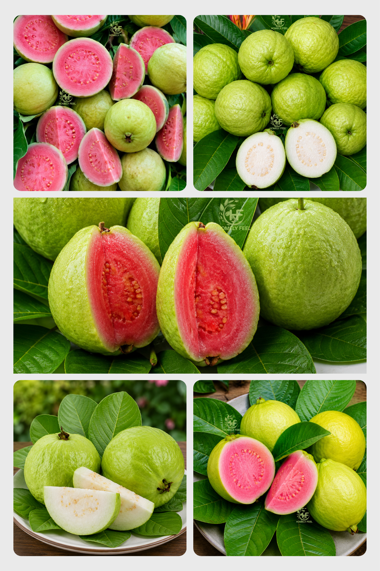 Guava Combo(5 Varieties)(Layered)