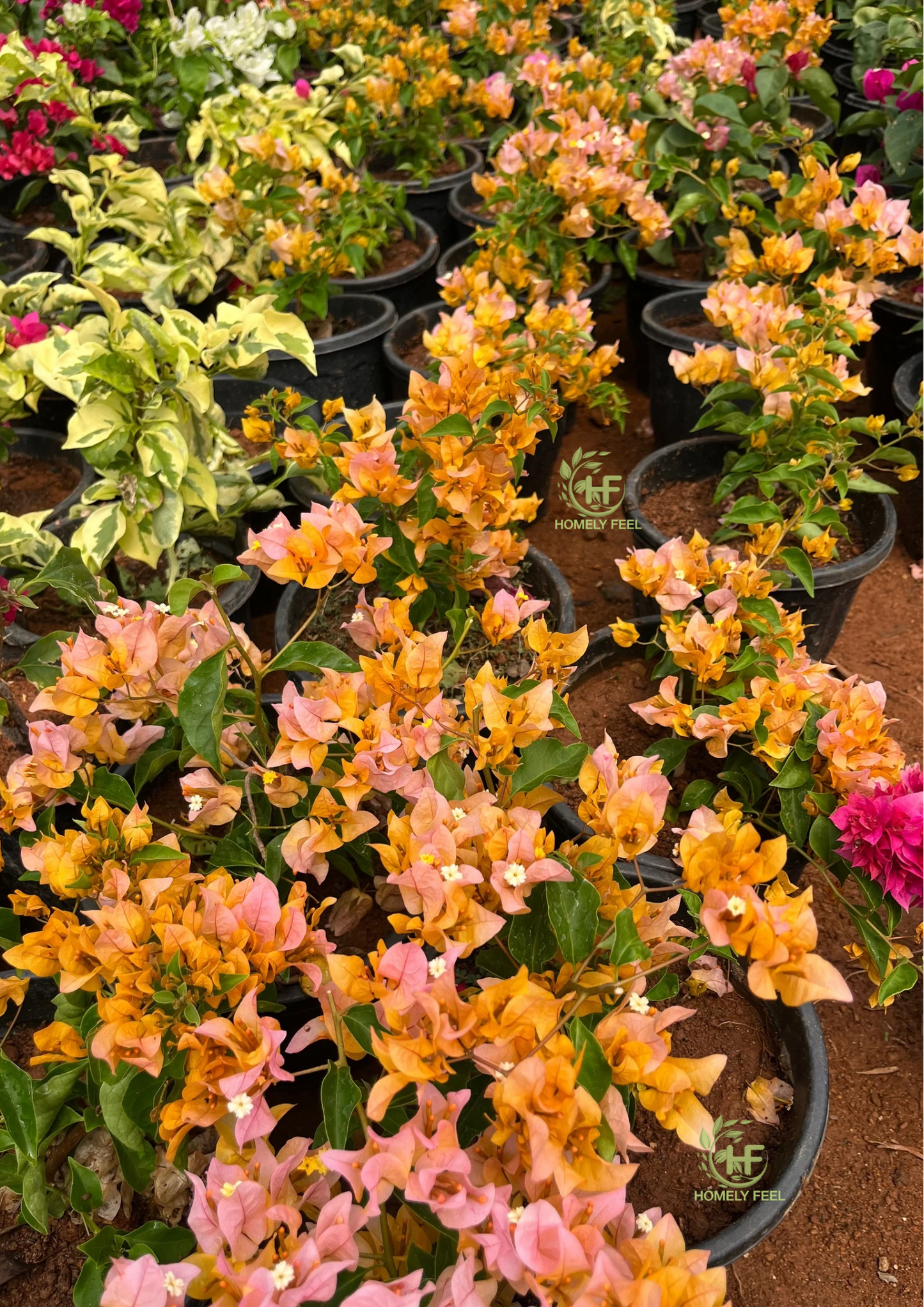 Bougainvillea Chilli Yellow Hybrid