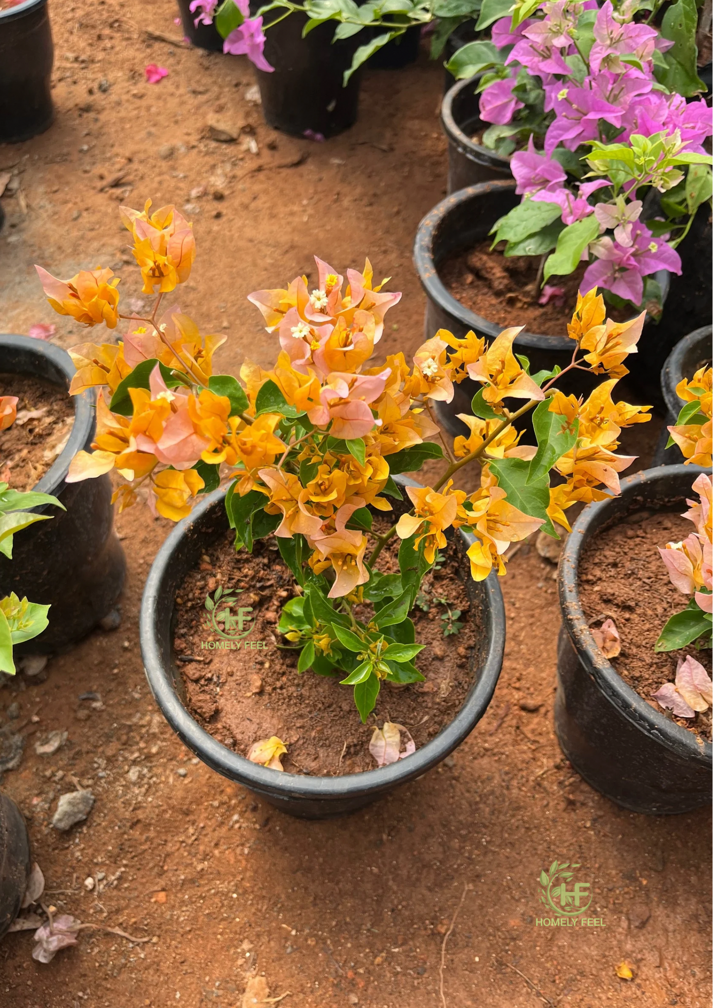 Bougainvillea Chilli Yellow Hybrid