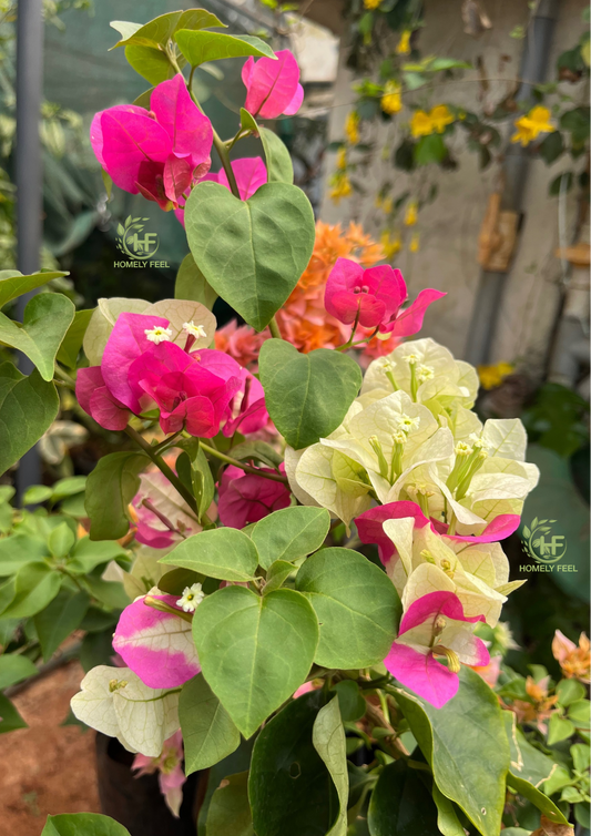 Bougainvillea Chitra