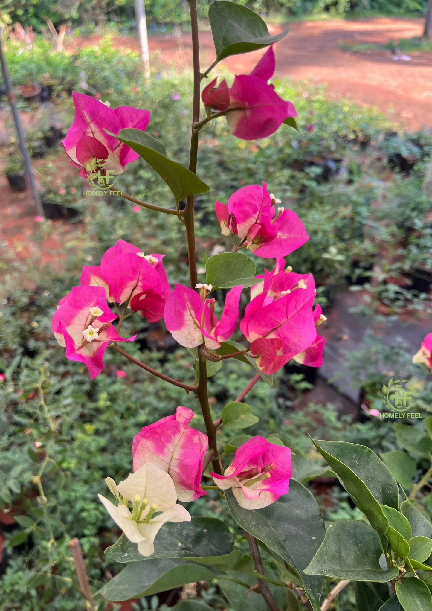 Bougainvillea Chitra