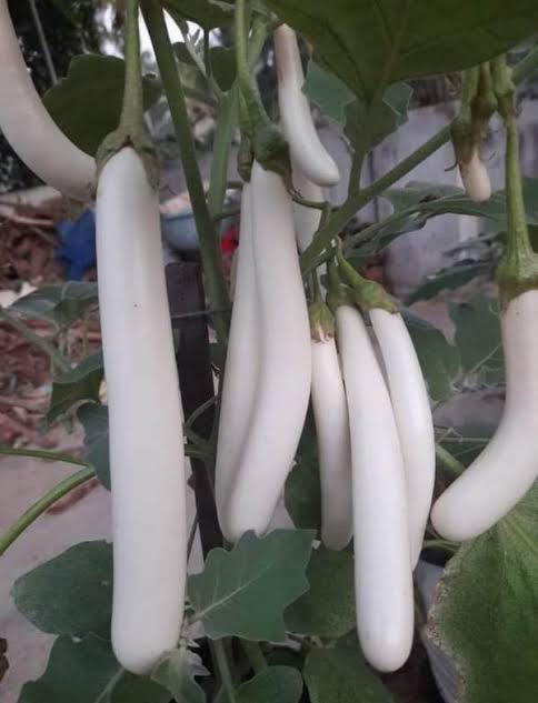 Brinjal long white Seed( മാലാഖ വഴുതന)