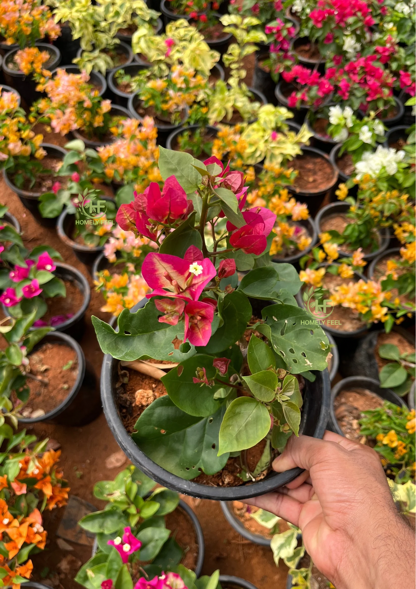 Bougainvillea Chitra