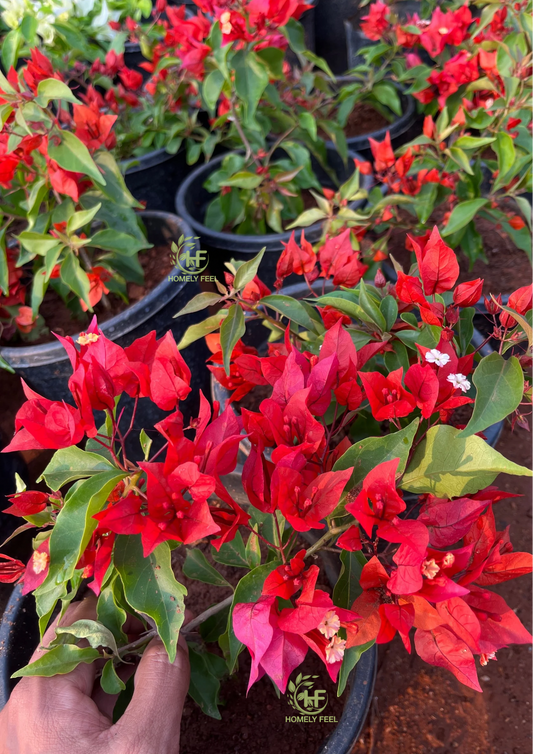 Bougainvillea Flame Red Hybrid