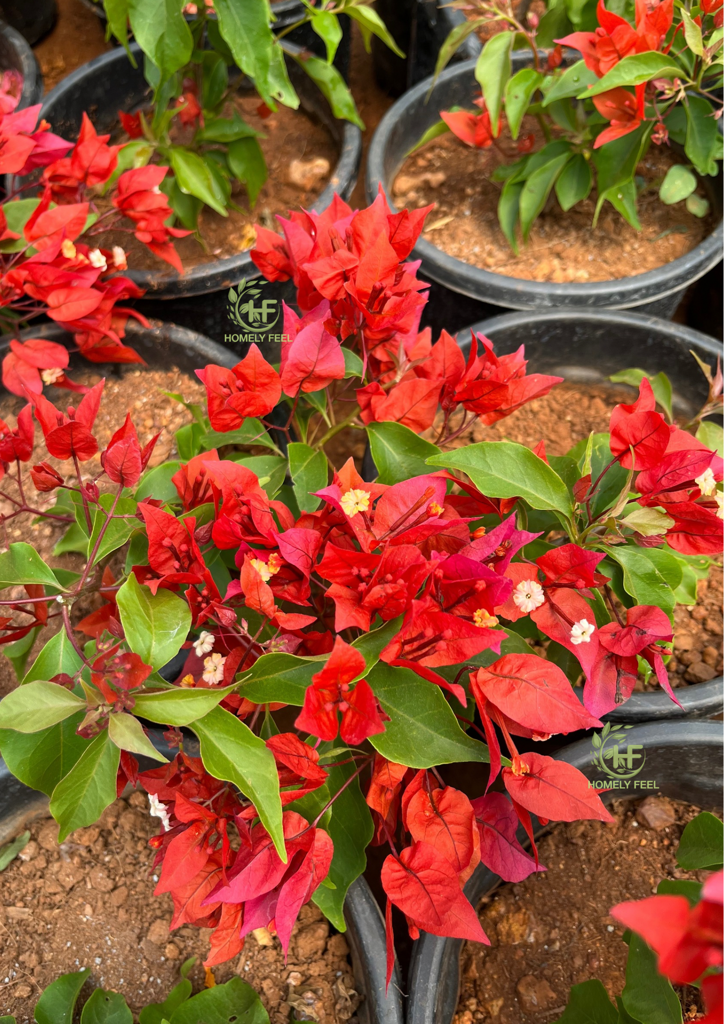 Bougainvillea Flame Red Hybrid