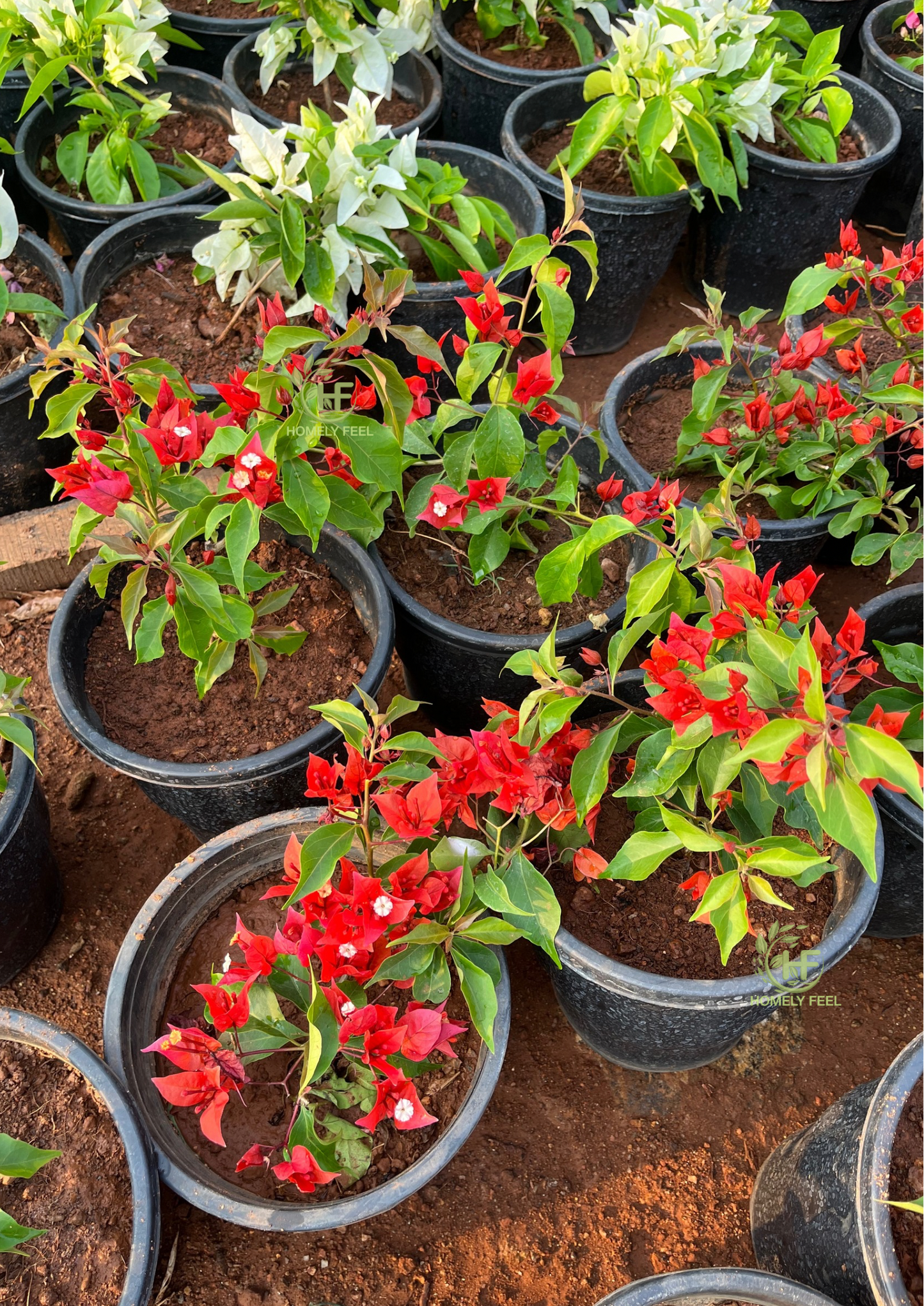 Bougainvillea Flame Red Hybrid