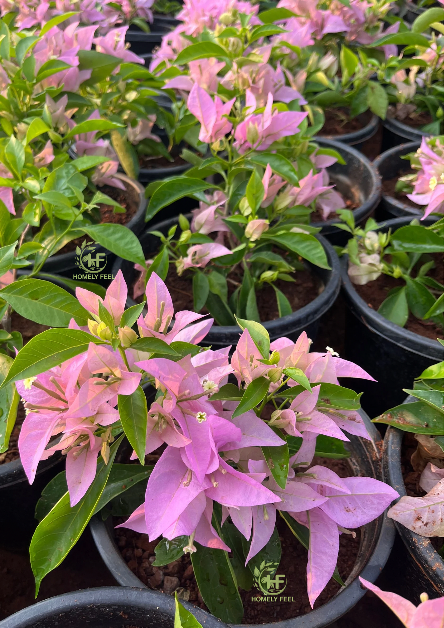 Bougainvillea SP Singh Pink(Pune Pink) Hybrid