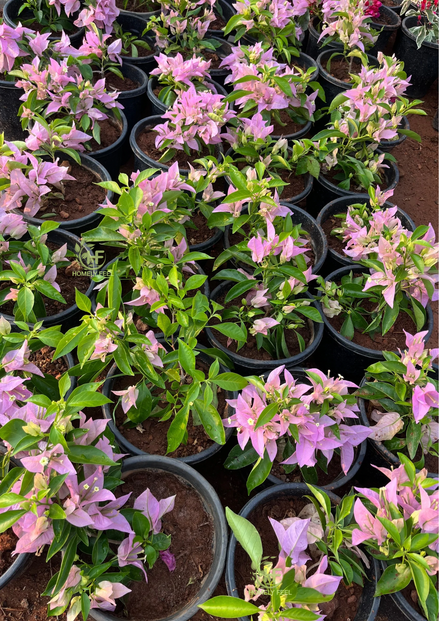 Bougainvillea SP Singh Pink(Pune Pink) Hybrid