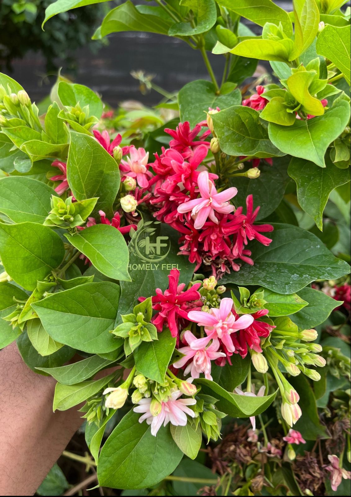 Hybrid Rangoon Creeper(Multipetal) Scented