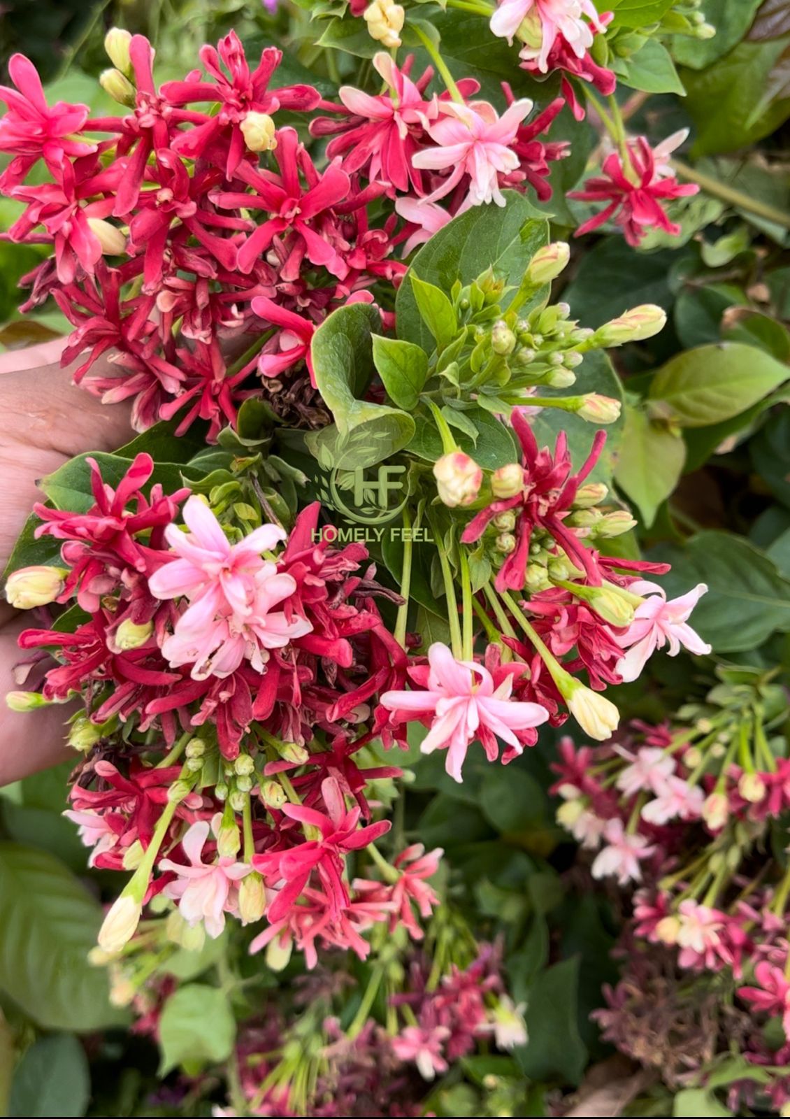 Hybrid Rangoon Creeper(Multipetal) Scented