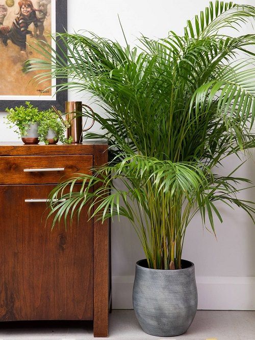 Areca Palm Bushy Plant