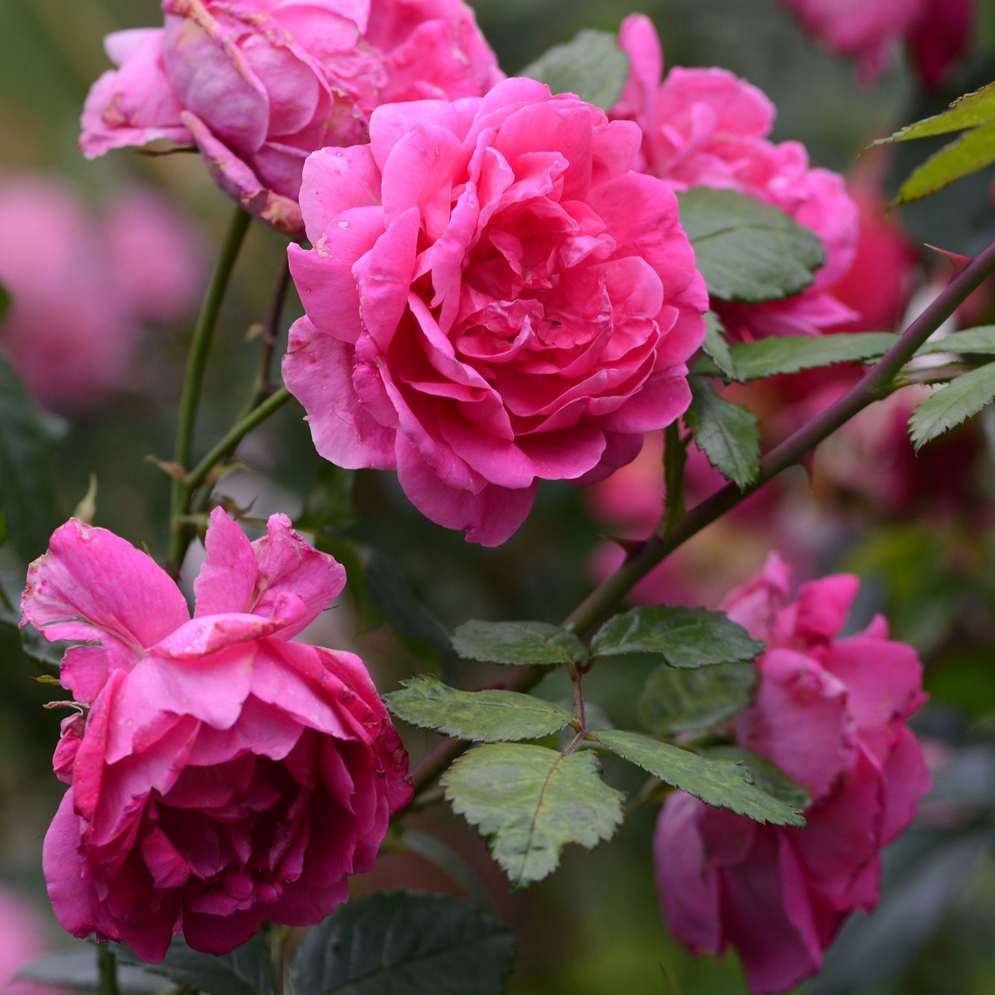 Climbing Rose Pink Perpetue(Own Rooted)