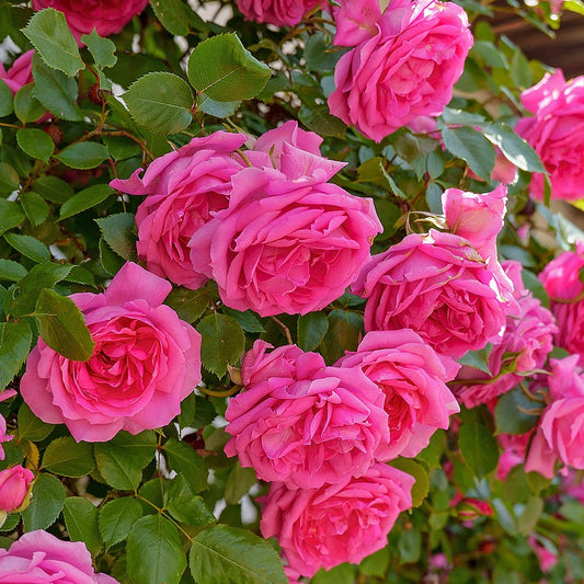 Climbing Rose Pink Perpetue(Own Rooted)