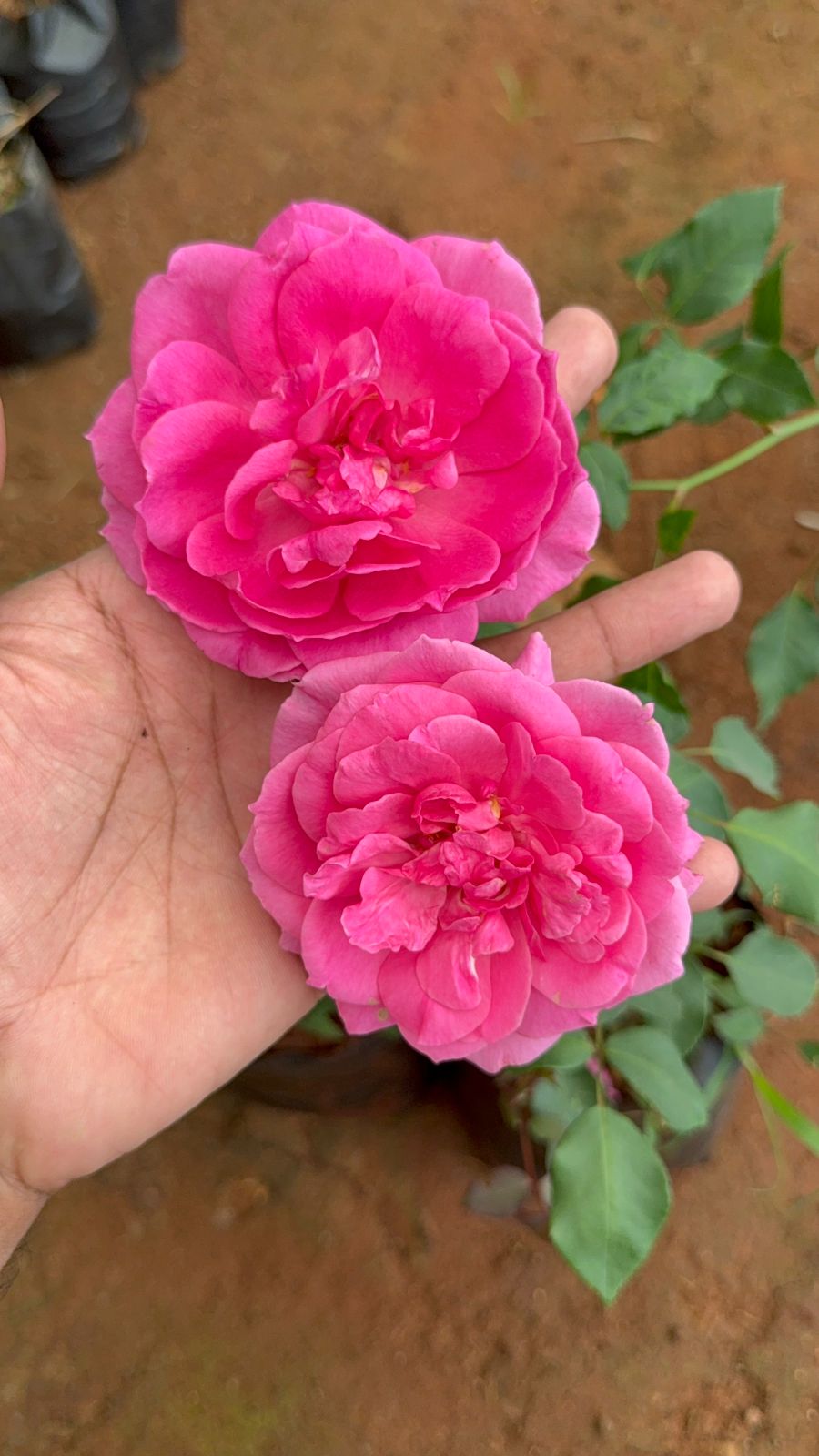 Climbing Rose Pink Perpetue(Own Rooted)