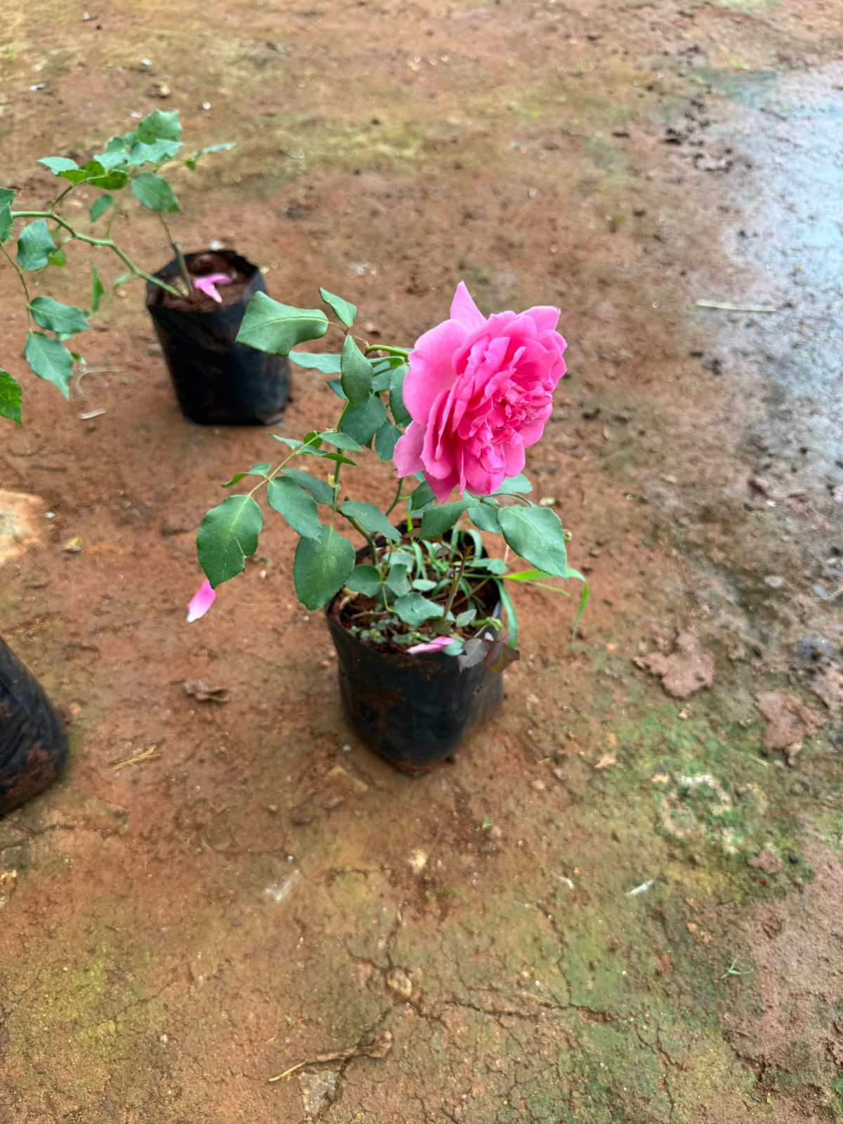 Climbing Rose Pink Perpetue(Own Rooted)
