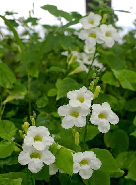 Chinese Violet(Light Yellow)