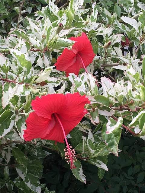 Hibiscus Variegated