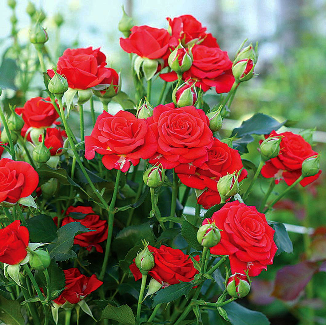 Mirabel Red Rose