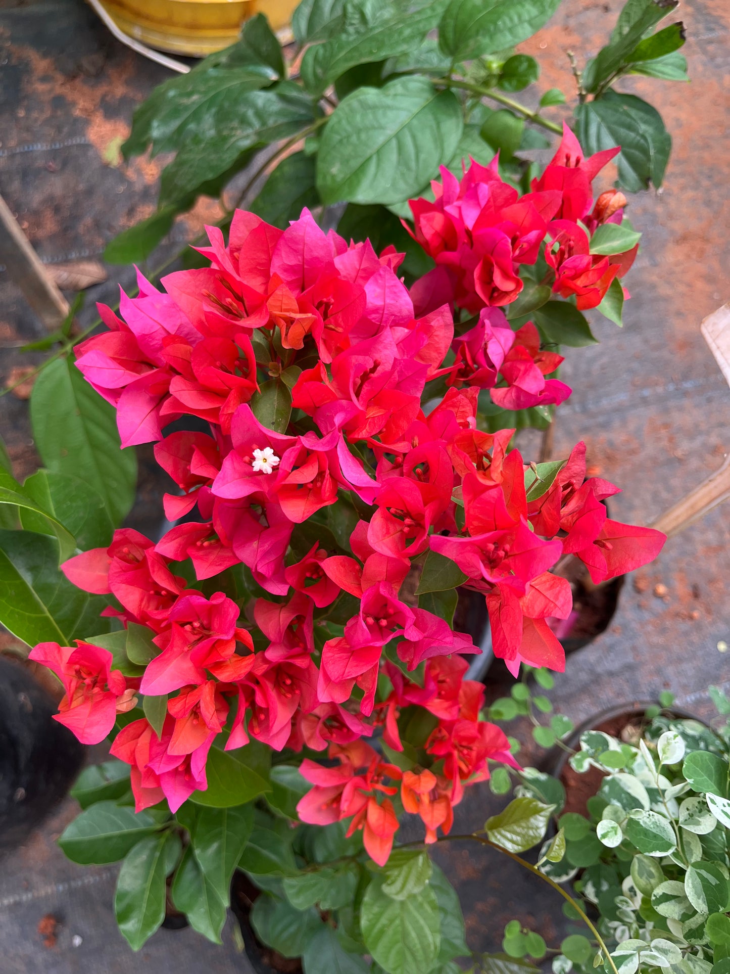 Bougainvillea Chilli Red Hybrid