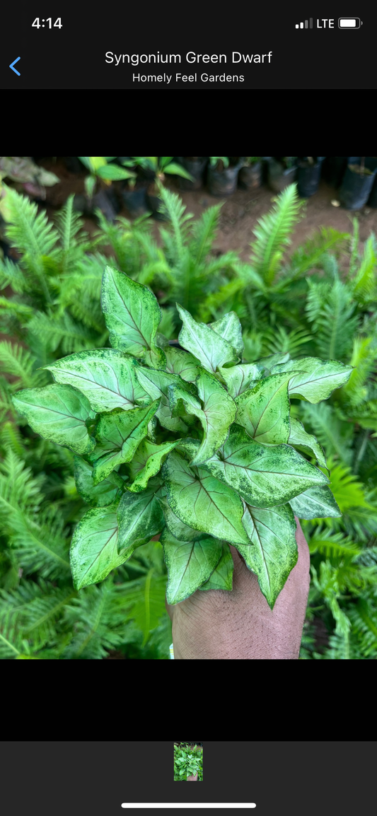 Syngonium Dwarf Green